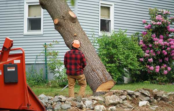 Cost of Tree Removal Services Might Surprise You – Take a Look