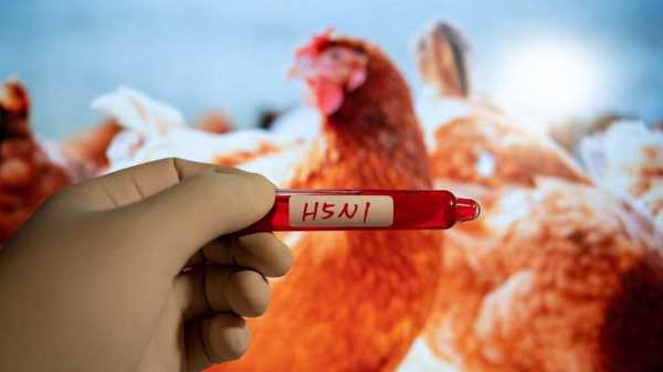 Understanding Bird Flu: Risks and Prevention